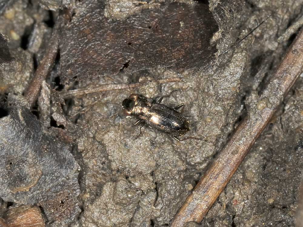 Notiophilus rufipes (cf.) - Carabidae